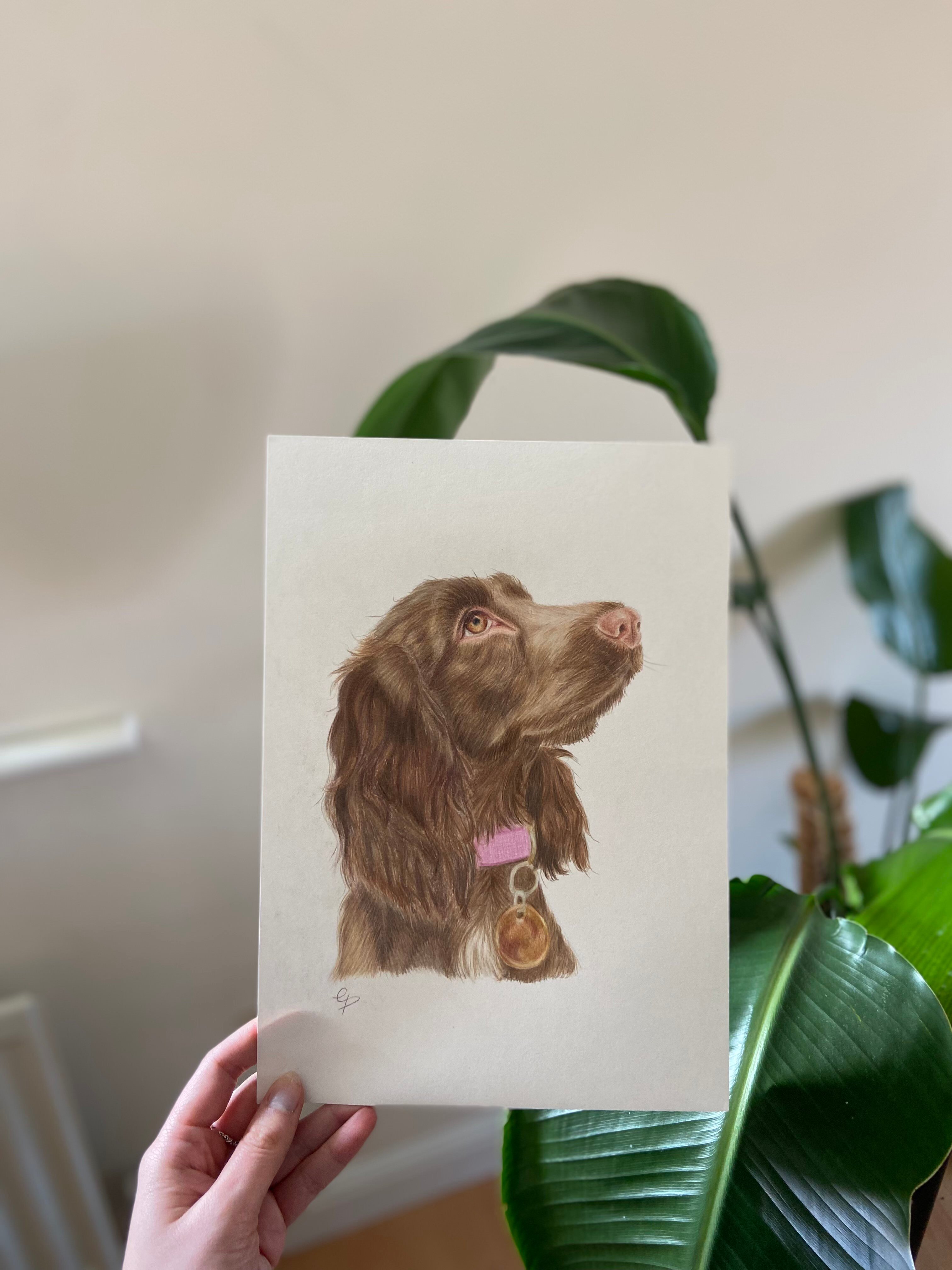 A brown colour pencil drawing of a Cocker Spaniel puppy.