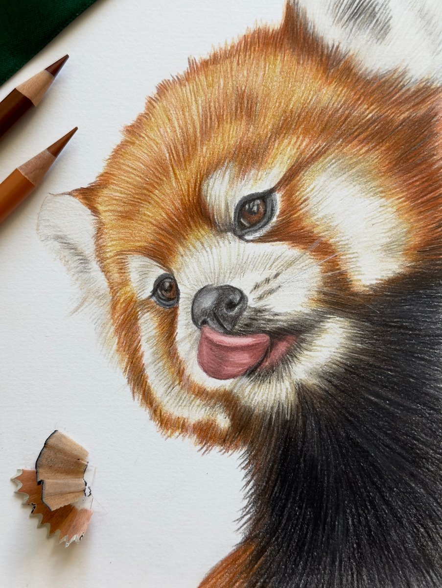 An aesthetic image with pencils and ribbon, where the paper has a drawing of a red panda.
