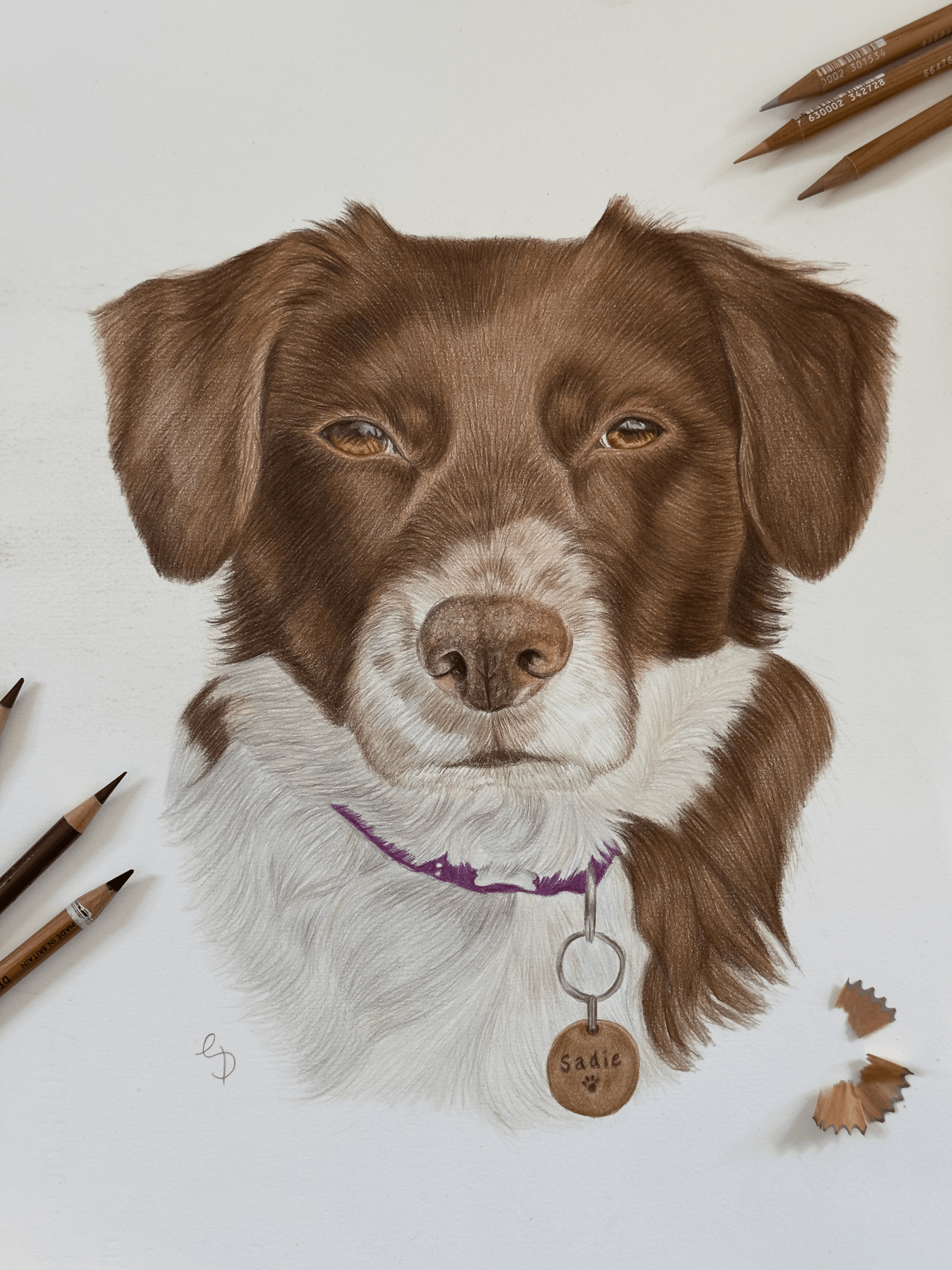 A drawing of a brown cocker spaniel and collie cross.