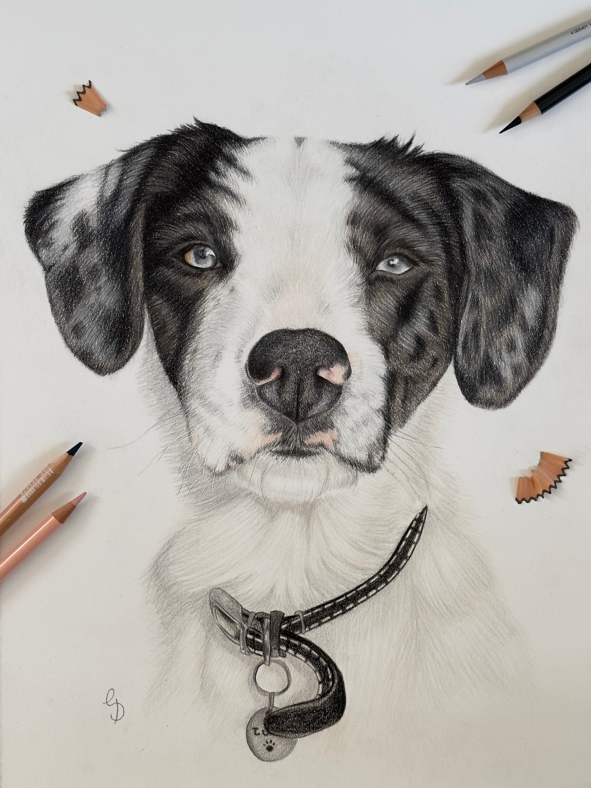A colour pencil drawing of a dark tricolour dog, Luca.