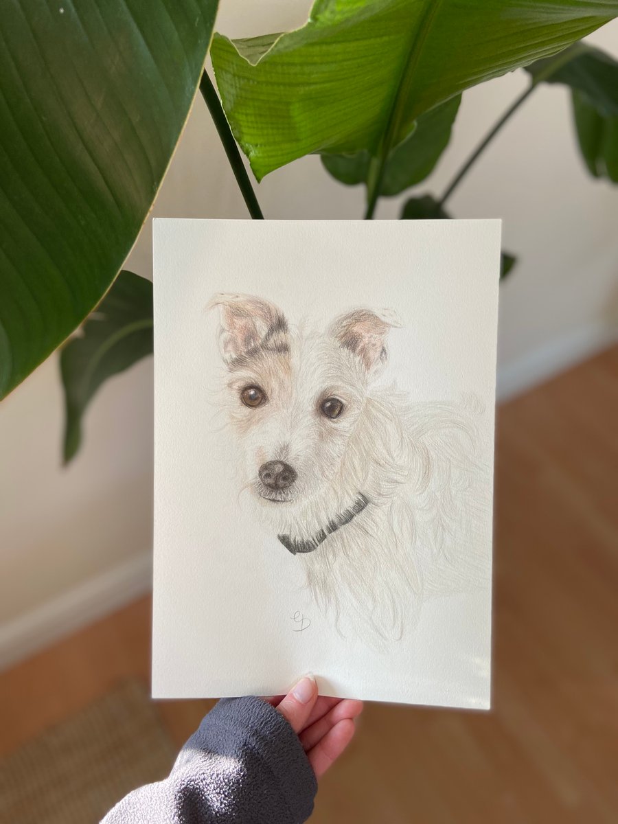 A drawing of a Jack Russell.