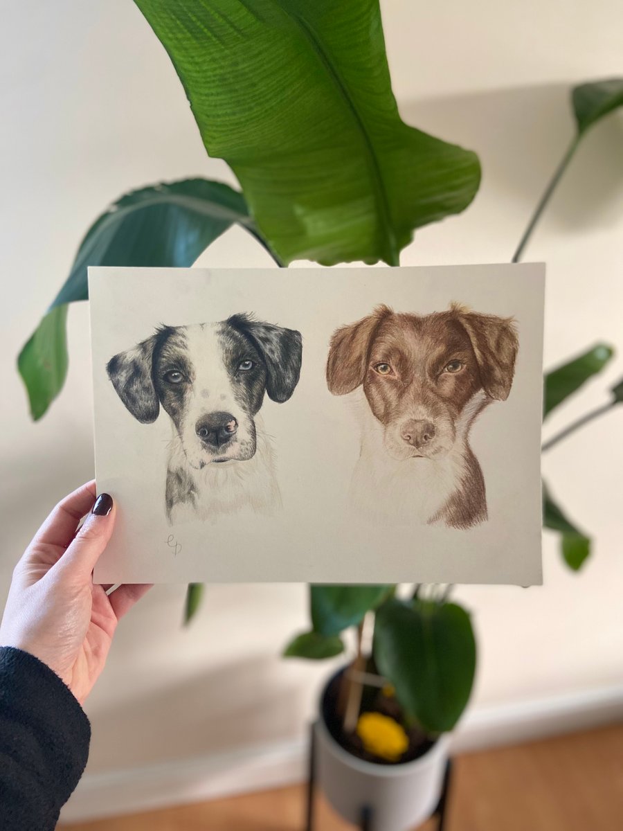 A drawing of two Spaniel Collies Cross breed dogs using coloured pencils.