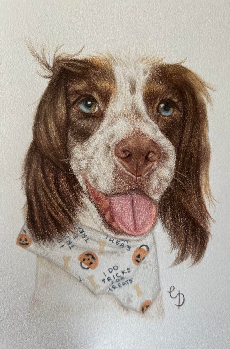 A Sprocker Spaniel drawing wearing a Halloween bandana.