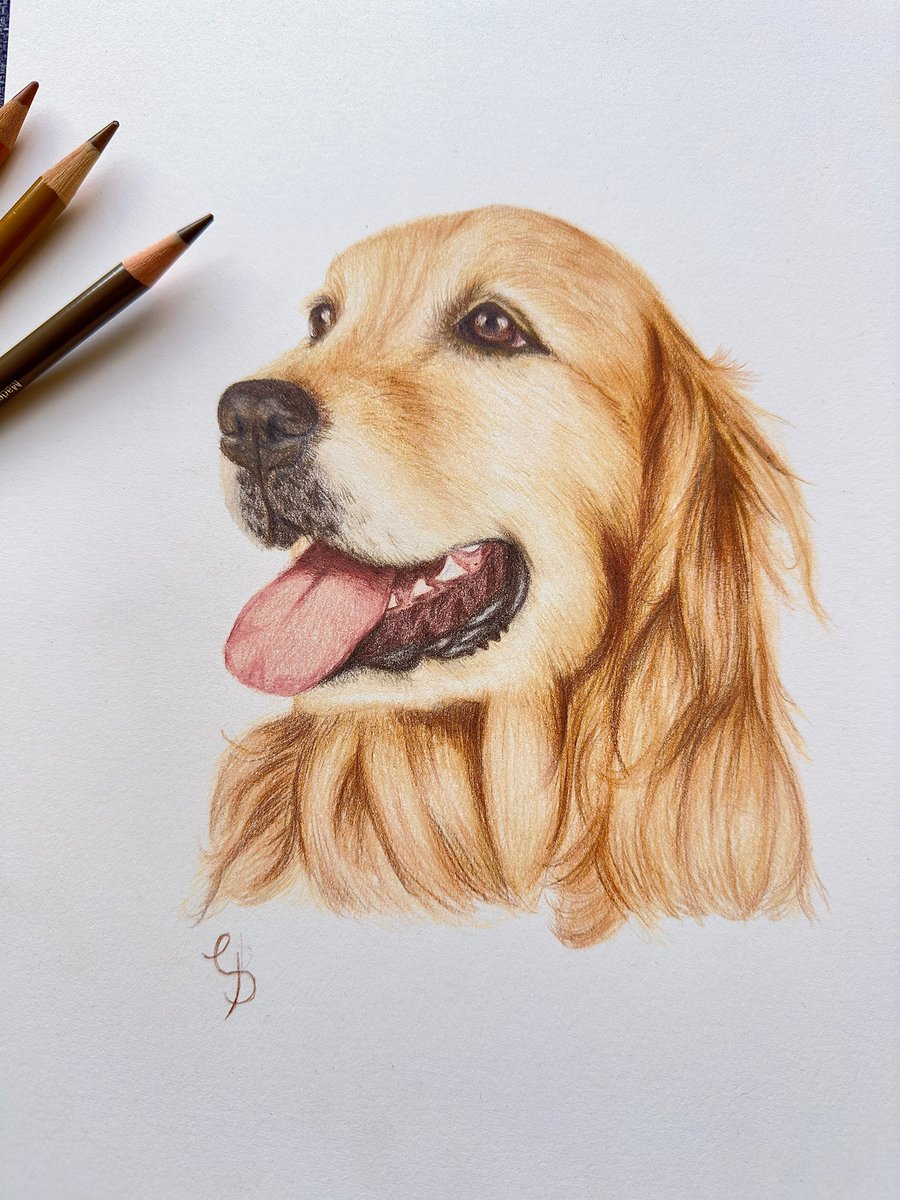 A Golden Retriever drawing made using coloured pencils.