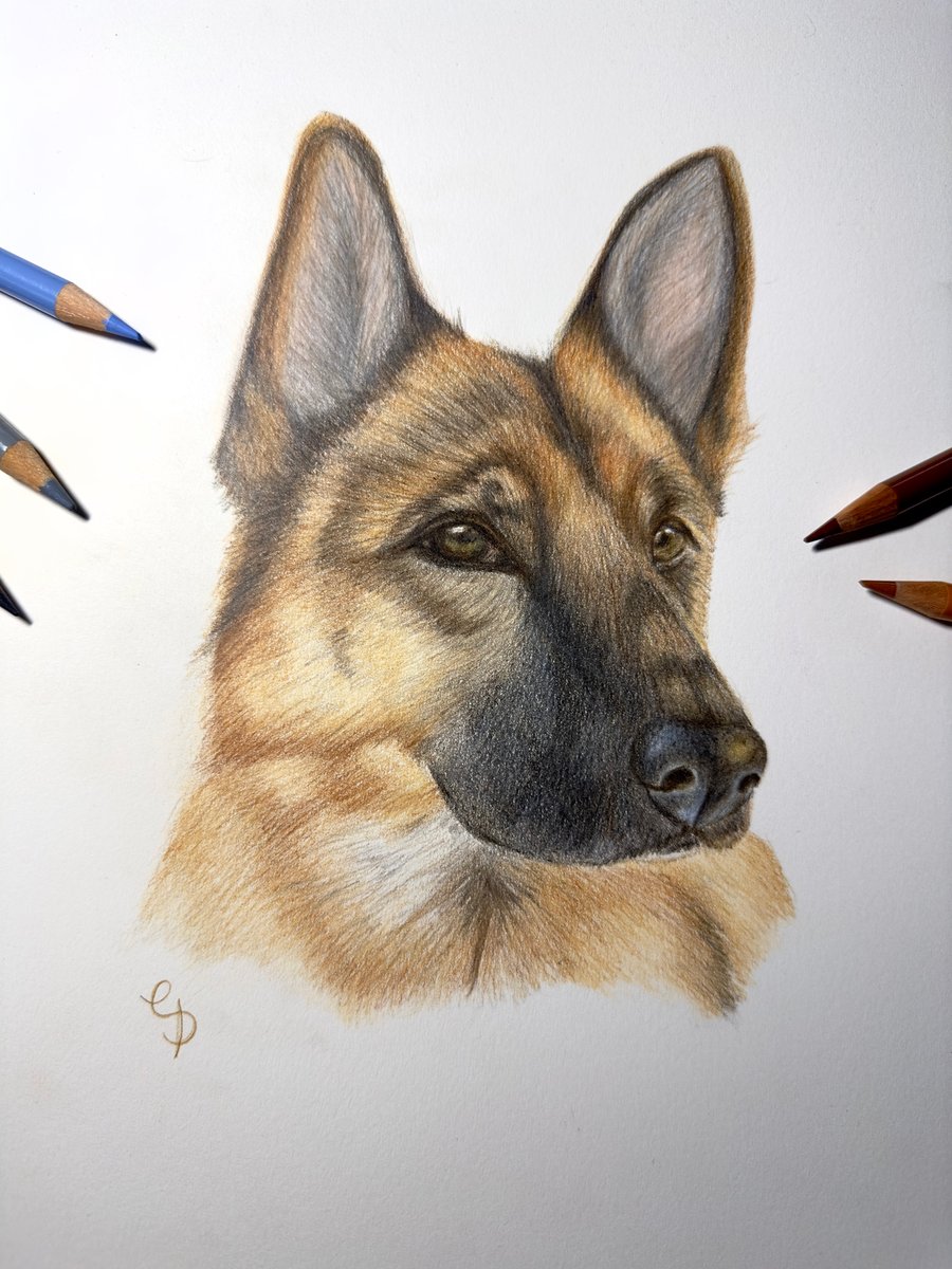 A colour pencil drawing of a German Shepard. 