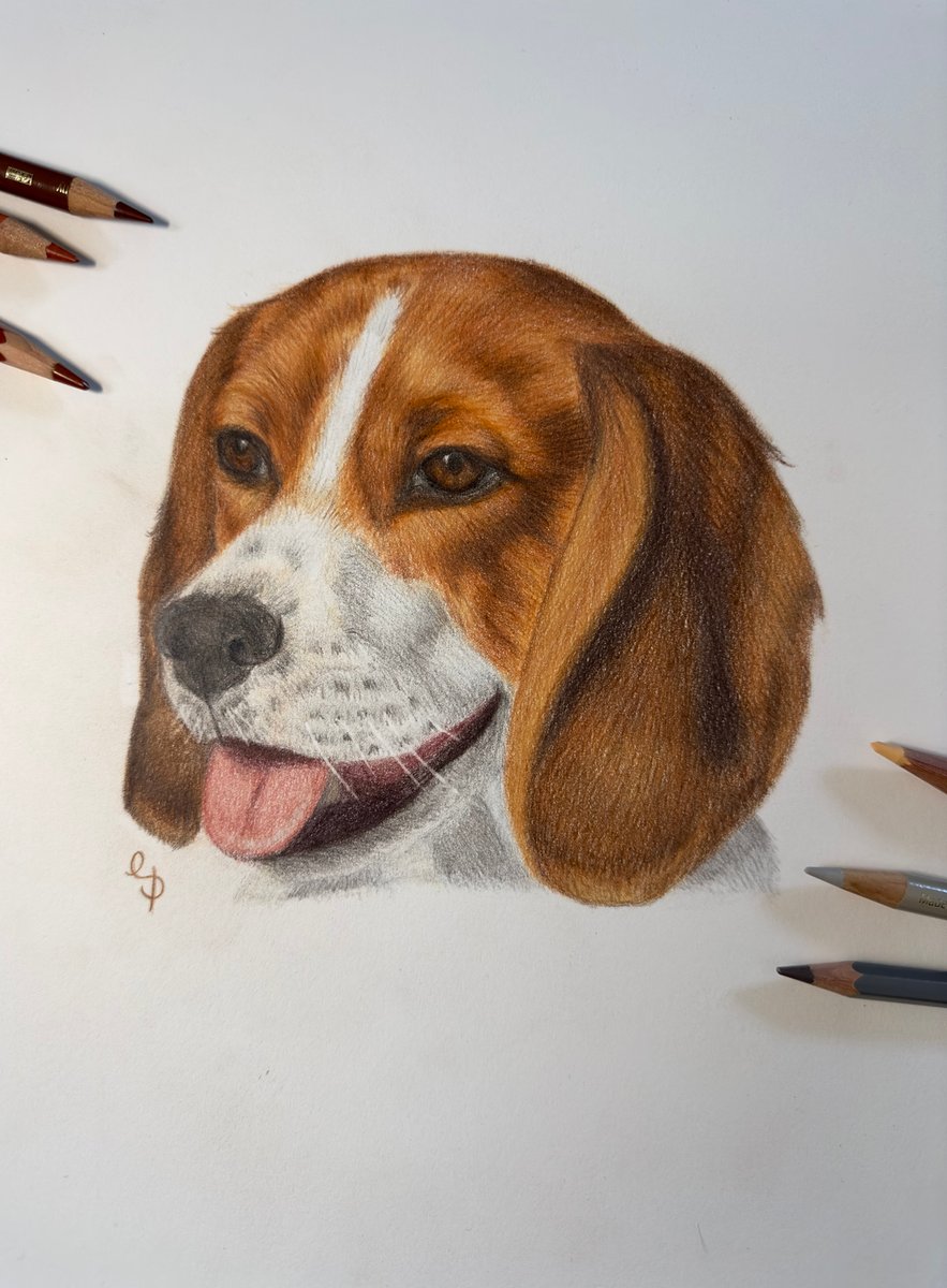 Deep red Beagle drawn with coloured pencils.