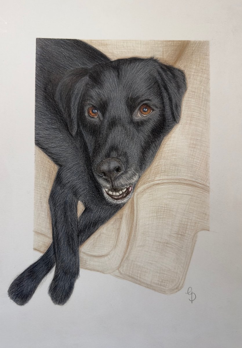 A black Labrador leaning on the sofa arm, drawn using colour pencils.