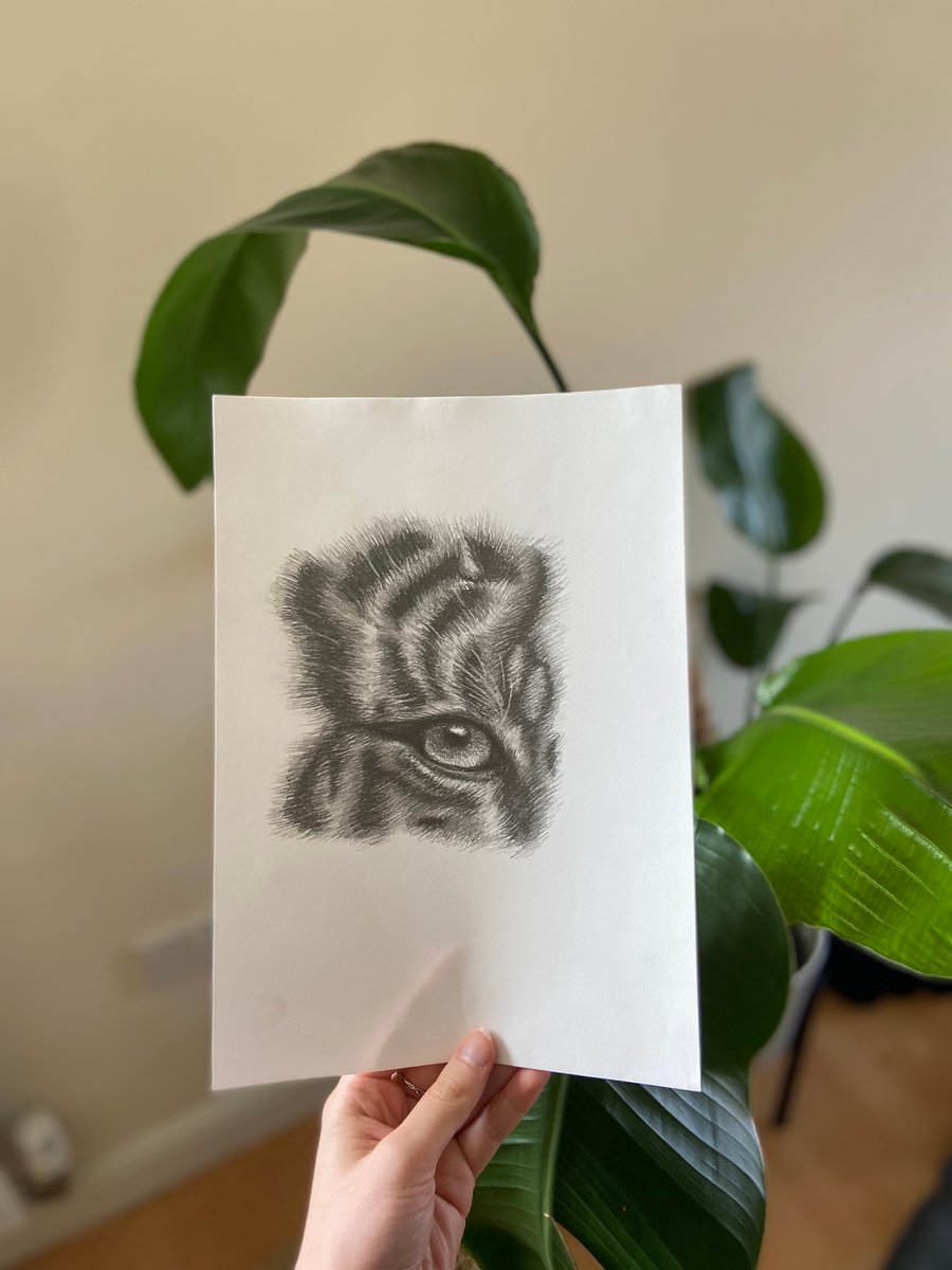 A tiger eye drawn in charcoal graphite pencils.